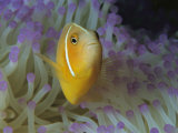 A Pink Anemonefish Nestles Among Sea Anemone Tentacles Photographie par Tim Laman