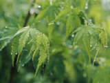A Japanese Maple Tree Covered in Dew Photographic Print by Darlyne A. Murawski