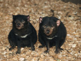 Tasmanian Devils, Tasmania, Australia Photographic Print by Joe Stancampiano