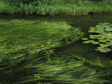 Marsh Grasses and Pond Lilies, Isa Lake on the Continental Divide Photographic Print by Raymond Gehman