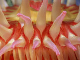 A Close View of a Red Sea Anemones Tentacles Photographic Print by Bill Curtsinger