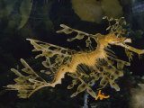 Große Fetzenfische Fotografie-Druck von Paul Zahl