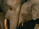 Femelle éléphant et son bébé Photographie par Michael Fay