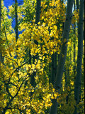 Sunlight Filters Through the Autumn Leaves of Aspen Trees Photographic Print by Melissa Farlow