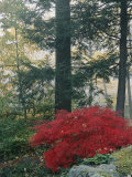 A Japanese Maple Tree Photographic Print by Darlyne A. Murawski