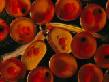 A Magnified View of Atlantic Salmon Eggs Photographie par Paul Nicklen