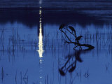 Herons Silhouetted on a Branch in a Chincoteague Marsh Photographic Print