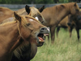 A Yawning Chincoteague Pony Photographic Print by Medford Taylor