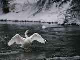 Adult Trumpeter Swans Lifting its Wings on the Snow-Banked Madison River Photographic Print by Raymond Gehman