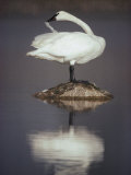 An Adult Trumpeter Swan Stands on a Rock While Preening its Feathers Photographic Print by Michael S. Quinton