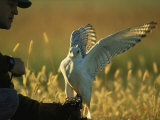 A Man Prepares to Hunt His Trained Gyrfalcon Photographic Print by Joel Sartore