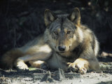 Gray Wolf Photographic Print by Joel Sartore