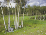 Aspen Trees, Shoshone National Forest, Wyoming Photographic Print by Raymond Gehman