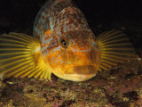 A close view of the face of a member of the rockfish family, Giclee Print