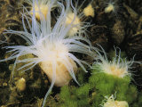 A group of sea anemones clinging to rocks wave their tentacles Lámina fotográfica