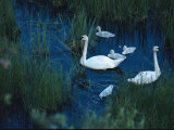 A Family of Trumpeter Swans Swims Near Denali National Park Photographic Print by Melissa Farlow