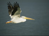 American White Pelican (Pelecanus Erythrorhynchos), Placida, Florida Photographic Print by Roy Toft