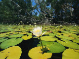 Water Lilies, Jardine River, Cape York Peninsula, Australia Photographic Print by Joe Stancampiano