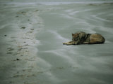 Gray Wolf on Beach Photographie par Joel Sartore