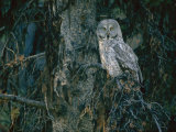 A Great Gray Owl Scouts for Prey in Yellowstone Photographic Print by Raymond Gehman