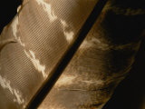 Magnified View of a Red-Tailed Hawk Feather Photographic Print by Brian Gordon Green