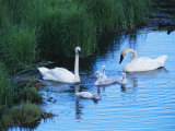 A Family of Trumpeter Swans Swims in the Water Photographie par Melissa Farlow
