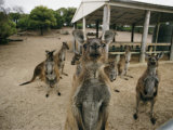 A Group of Kangaroos Look Confused Photographic Print by Joe Scherschel