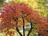 Pretty pink-colored leaves on a bonsai Japanese maple tree Lámina fotográfica por Darlyne A. Murawski Pretty pink-colored leaves on a bonsai Japanese maple tree Lámina fotográfica por Darlyne A. Murawski