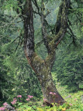 Fir Tree Forest with Wildflowers, Berchtesgaden National Park Photographic Print by Norbert Rosing