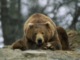 A Grizzly Bear at Rest on the Edge of the Larson Bay Dump Photographic Print by Joel Sartore