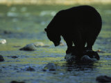 Un ours perché sur un rocher à la recherche d'un poisson Photographie par Joel Sartore