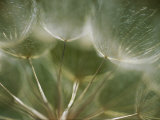 A Close View of a Dandelion Seed Head Photographic Print by Raul Touzon