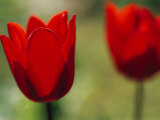 Red Tulips Herald Spring in Maine Photographic Print by Heather Perry
