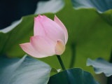 A Chinese Lotus Flower Impressão fotográfica por Jodi Cobb A Chinese Lotus Flower Impressão fotográfica por Jodi Cobb