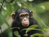 A Young Chimpanzee Peeks Through the Leaves of the Tai Forest Photographic Print by Michael Nichols