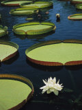 Des fleurs et de grandes feuilles de nénuphar flottent sur l'eau calme Photographie par David Evans