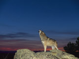 A wolf howls at twilight Lámina fotográfica por Norbert Rosing
