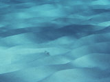 A Flounder Blends in with the Ocean Floor Photographie par Bill Curtsinger