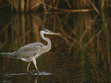 A Close View of a Great Blue Heron Photographic Print by Raymond Gehman