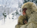 Japanese Macaques (Macaca Fuscata), Mother and Baby, Jigokudani, Japan Photographic Print by Roy Toft