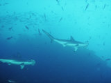 Hammerhead Sharks, Cocos Islands, Indian Ocean Photographic Print by Joe Stancampiano