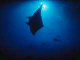 Raul Touzon - A Silhouetted Manta Ray Swims in Deep Blue Water - Fotografik Baskı