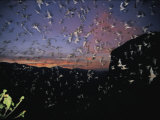 Tim Laman - Thousands of Wrinkled-Lipped Bats Fly out of a Cave at Dusk Fotografická reprodukce Tim Laman - Thousands of Wrinkled-Lipped Bats Fly out of a Cave at Dusk Fotografická reprodukce