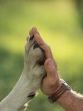 Jim Dutcher Places His Hand to the Paw of a Gray Wolf, Canis Lupus Photographie par Jim And Jamie Dutcher