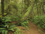 A Trail Cuts Through Ferns and Shrubs Covering the Rain Forest Floor Photographic Print by Jim Sugar