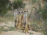 Nicole Duplaix - Three Meerkats - Fotografik Baskı Nicole Duplaix - Three Meerkats - Fotografik Baskı