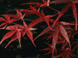 Japanese Maple Tree (Acer Palmatum), Leaves Covered with Dew Photographie par Darlyne A. Murawski