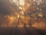 Sunlight Filters Through Trees and Fog at Sunrise Photographic Print by Norbert Rosing
