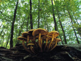 Mushrooms Growing on a Dead Beech Tree Photographic Print by Norbert Rosing