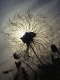 Close View of a Flower Gone to Seed Photographie par Lowell Georgia